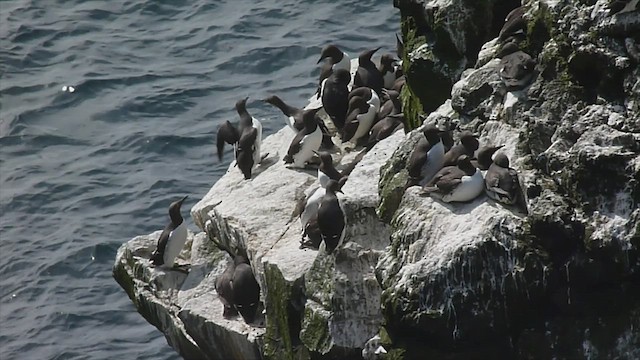 Common Murre - ML599476821