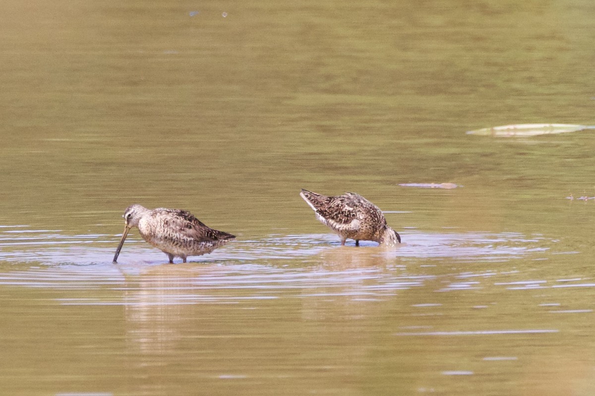 Short-billed Dowitcher - ML599477241