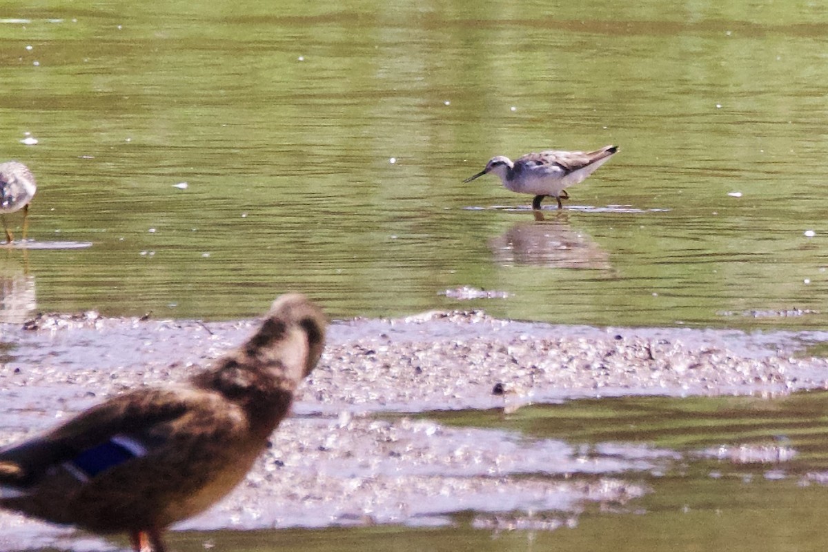 hvithalesvømmesnipe - ML599477361