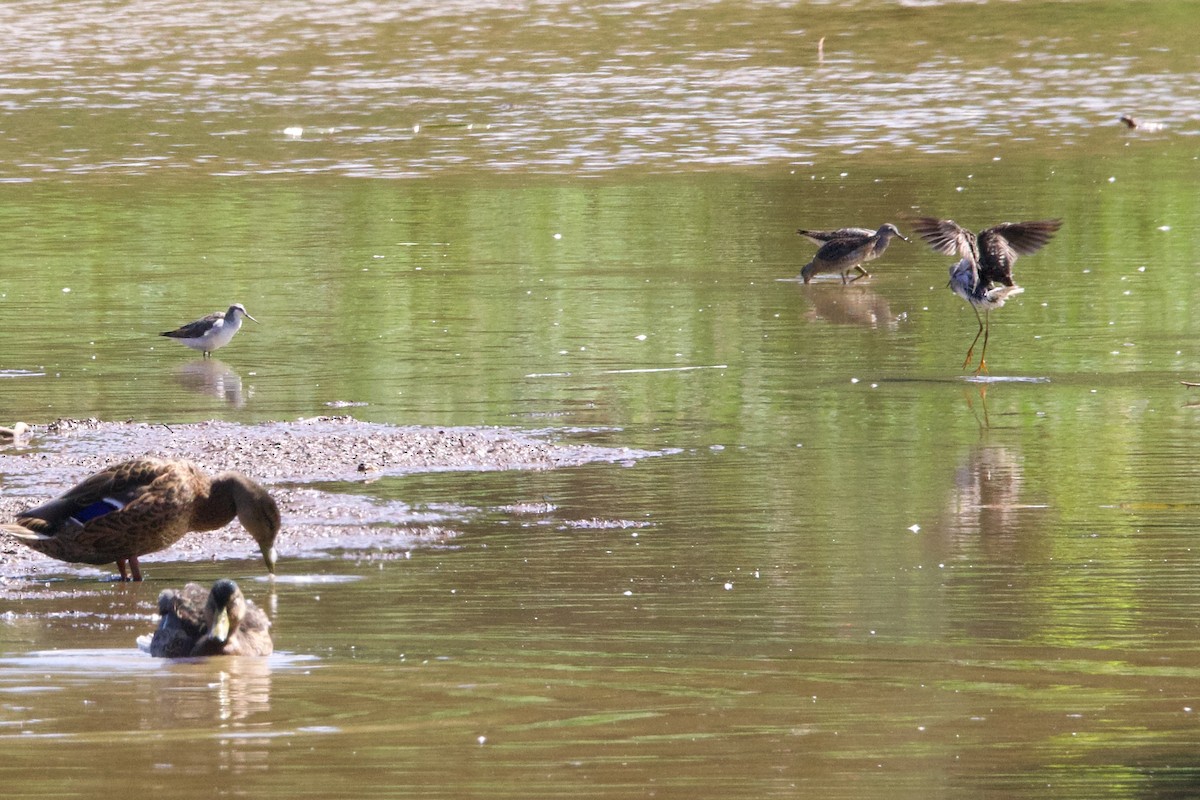 Phalarope de Wilson - ML599477391