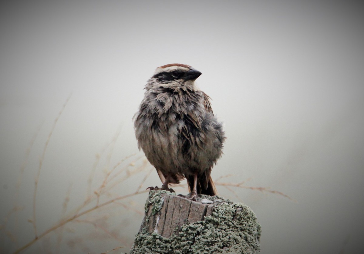 Striped Sparrow - ML599477481