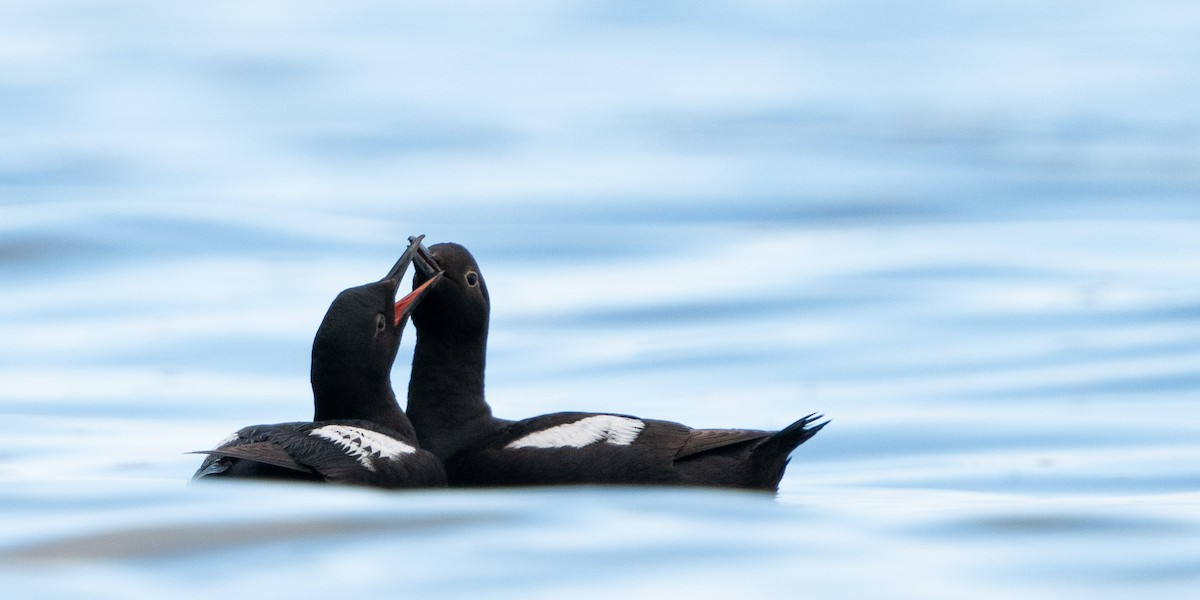 Pigeon Guillemot - ML599477571