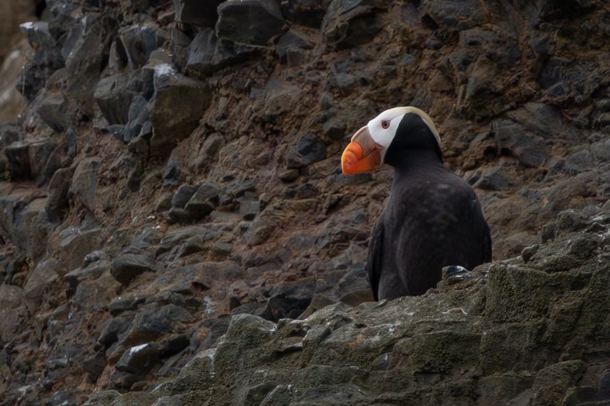 Tufted Puffin - ML599477601