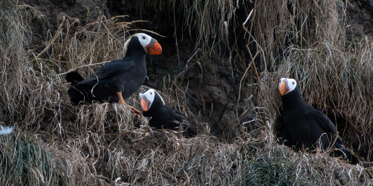 Tufted Puffin - ML599477611