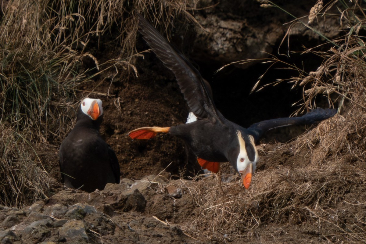 Tufted Puffin - ML599477621