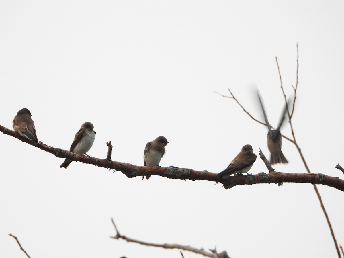 Northern Rough-winged Swallow - ML599477731