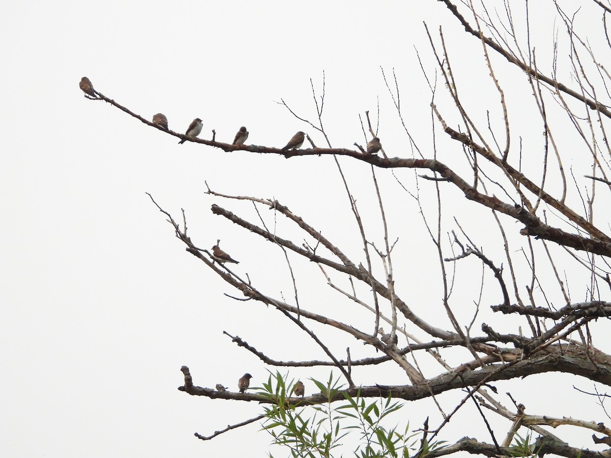 Northern Rough-winged Swallow - ML599477781