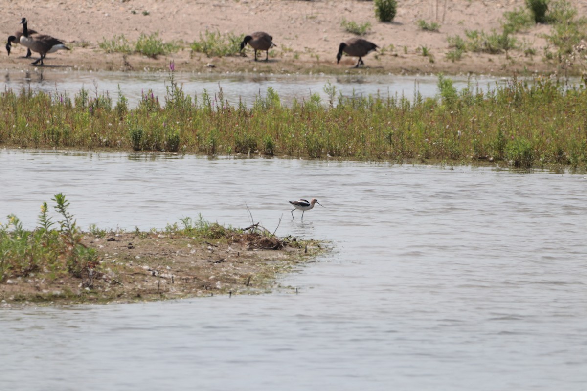 American Avocet - ML599478051