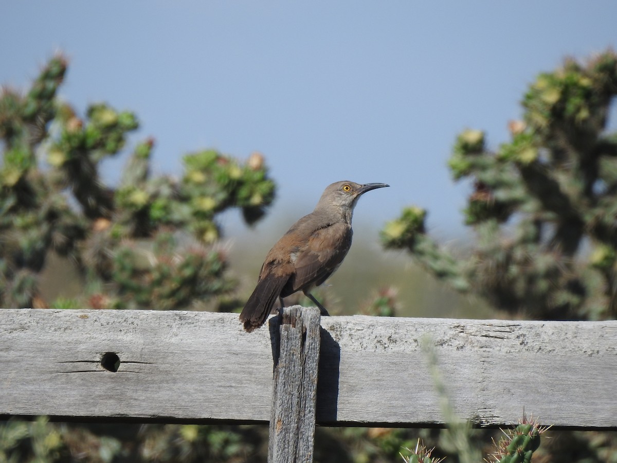 Curve-billed Thrasher - ML599478381