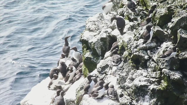 Common Murre - ML599478411