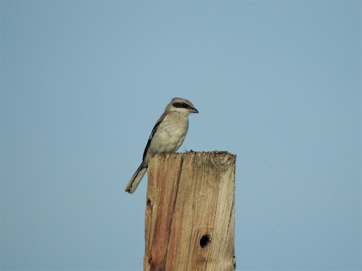 amerikavarsler - ML599478511