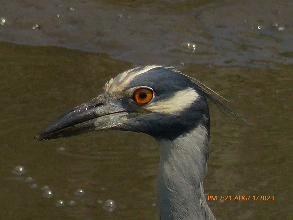 Yellow-crowned Night Heron - ML599478551