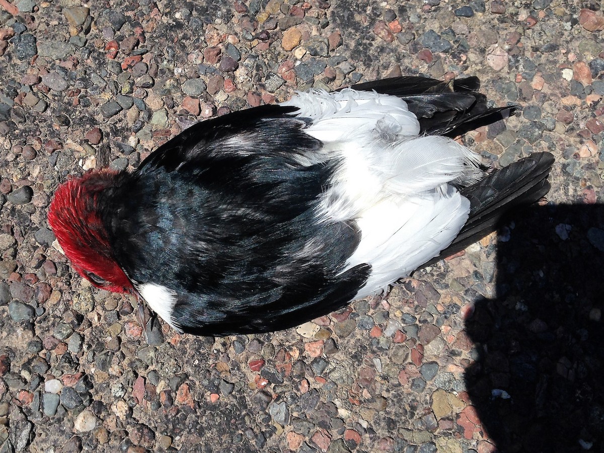 Red-headed Woodpecker - ML59947861