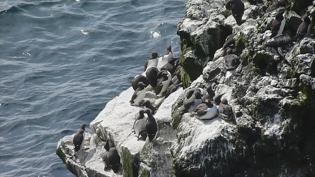 Common Murre - ML599478981