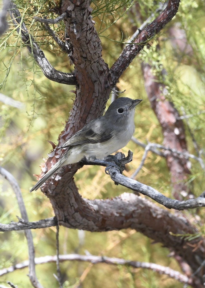 Gri Vireo - ML599479441