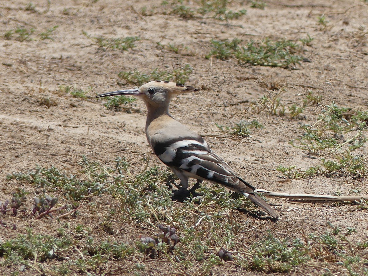 Eurasian Hoopoe - ML599479601