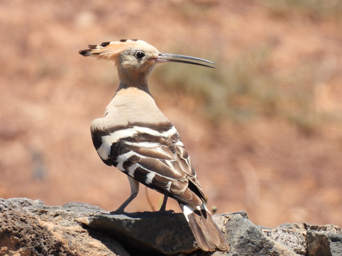 Eurasian Hoopoe - ML599479861