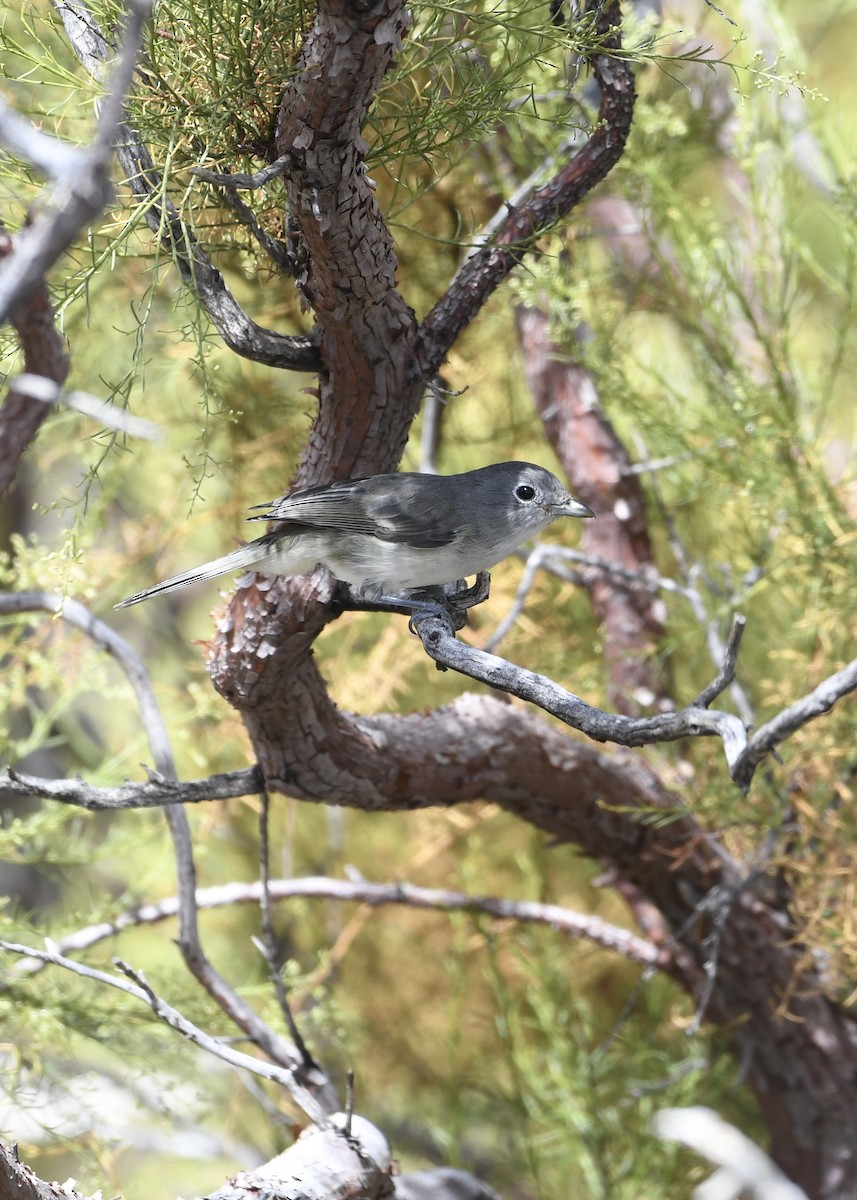 Grauvireo - ML599479971