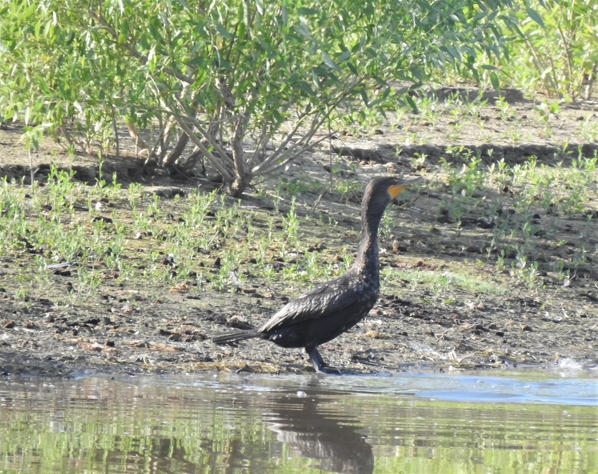 Double-crested Cormorant - T B