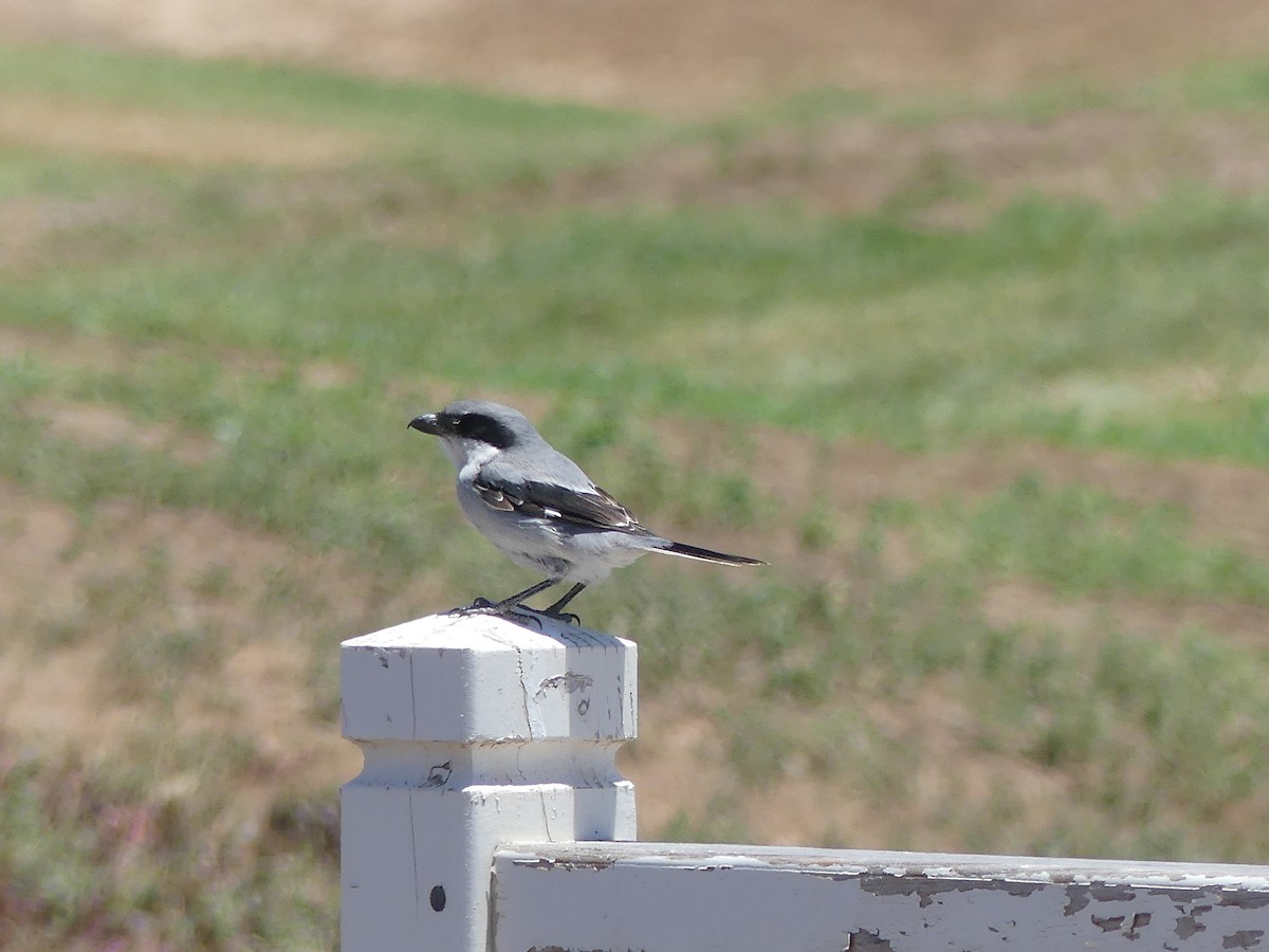 Great Gray Shrike - ML599480061