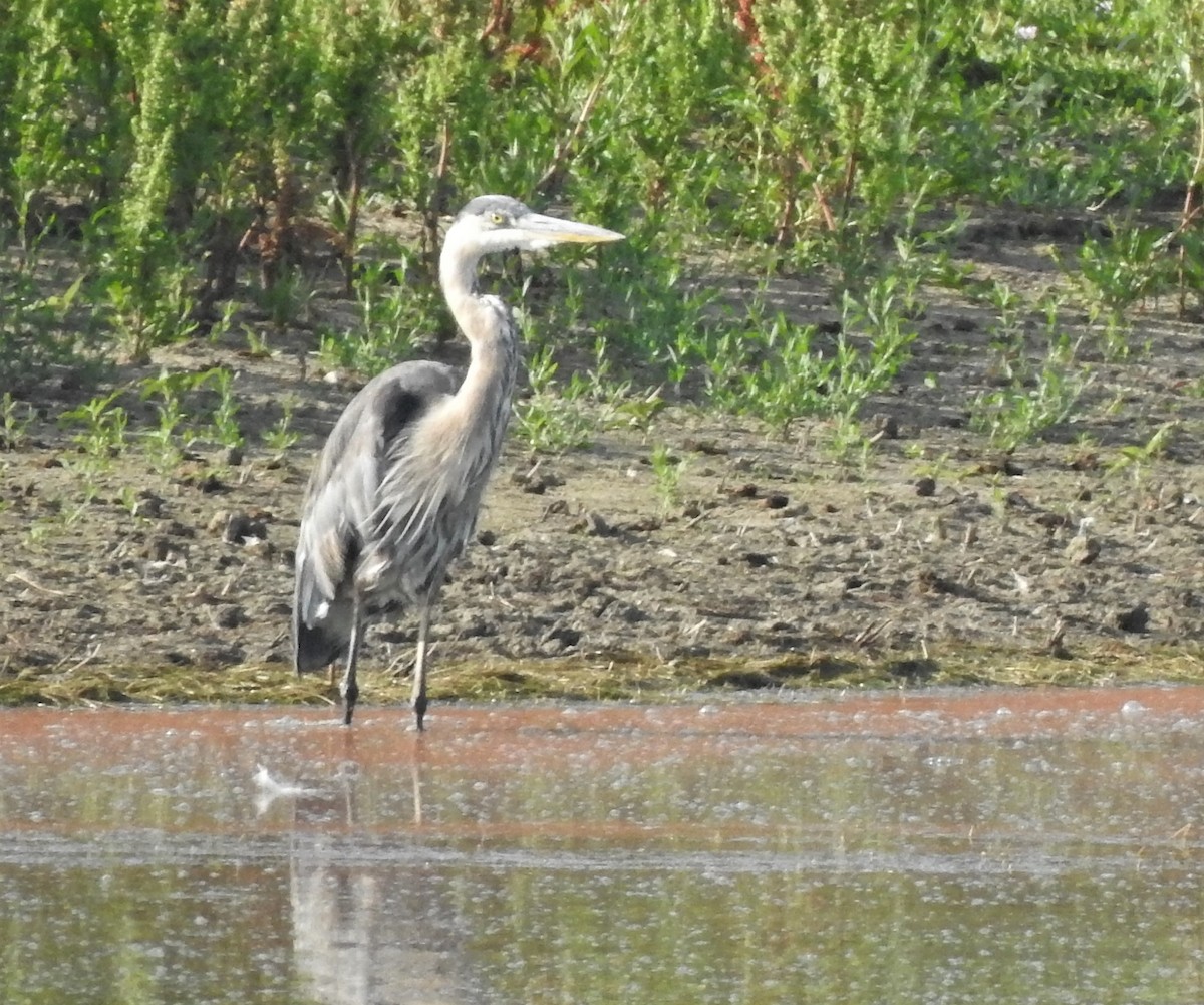 Great Blue Heron - ML599480081