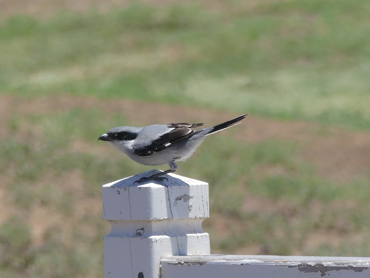 Great Gray Shrike - ML599480171