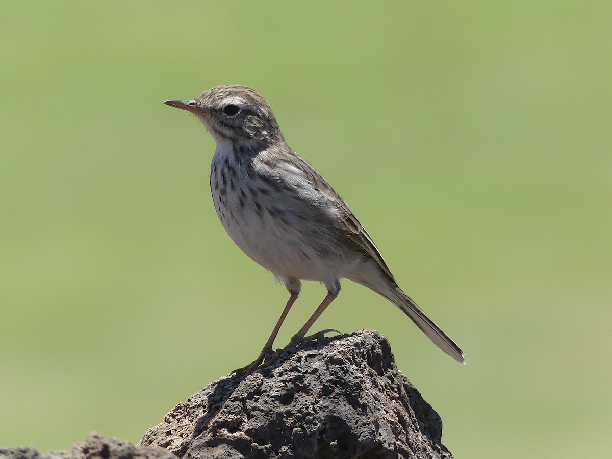 Berthelot's Pipit - Miguel Ángel  Pardo Baeza