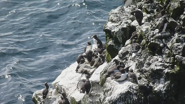 Common Murre - ML599480351