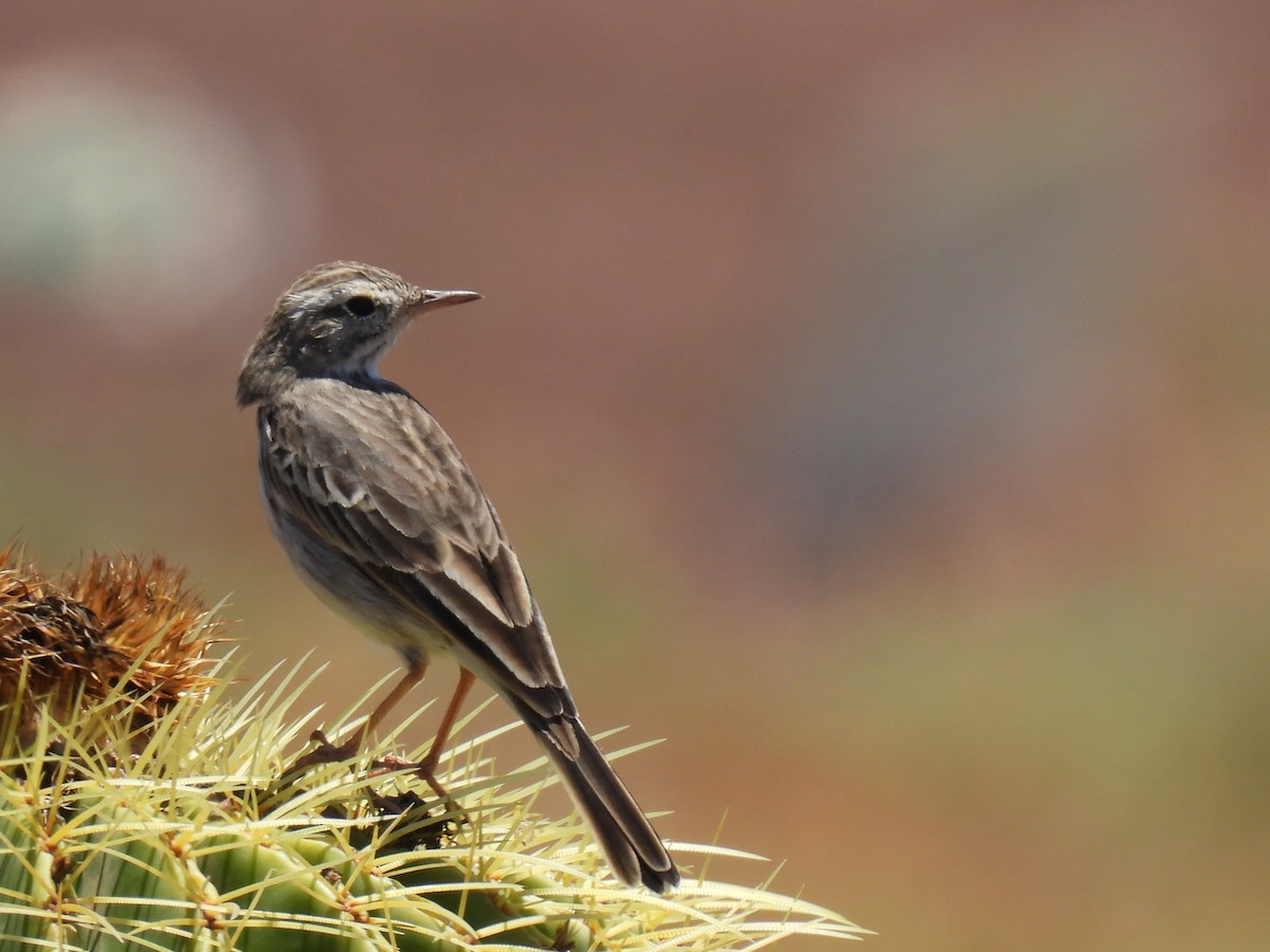 Berthelot's Pipit - ML599480441