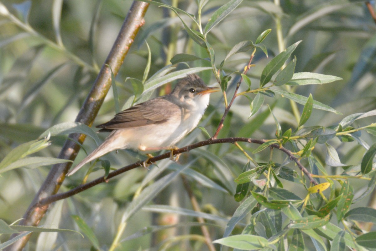 Marsh Warbler - ML59948191