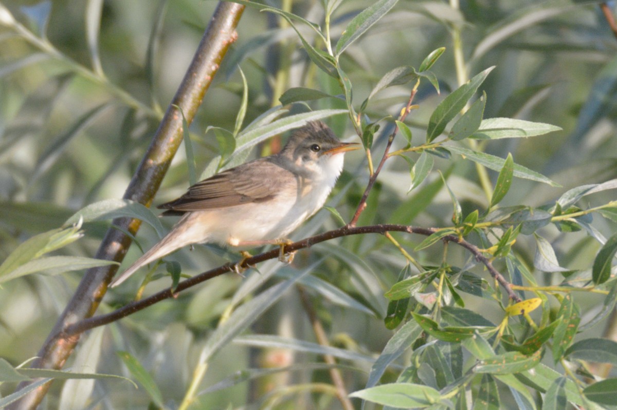 Marsh Warbler - ML59948191