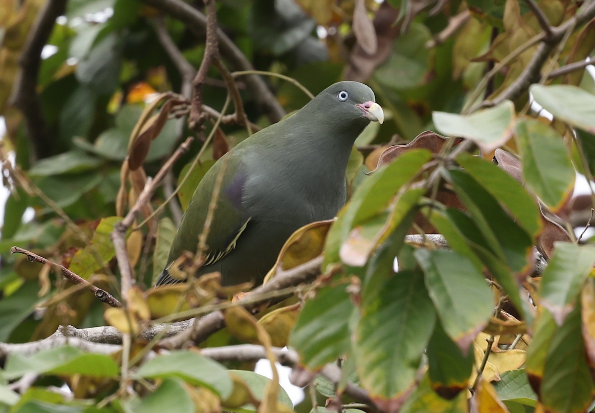 Sao Tome Green-Pigeon - Kasper R. Berg