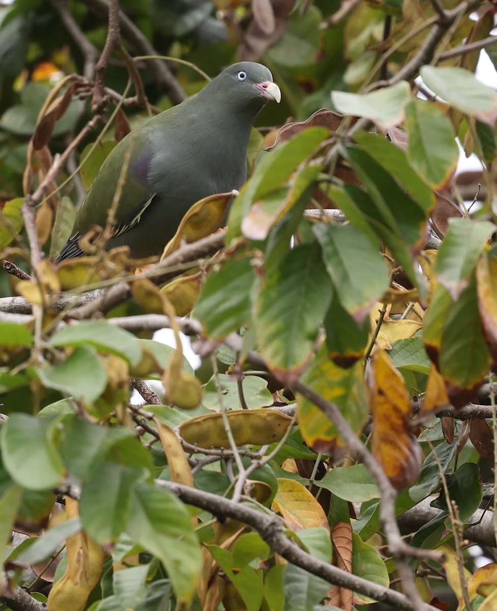 kroknebbgrønndue - ML599482061