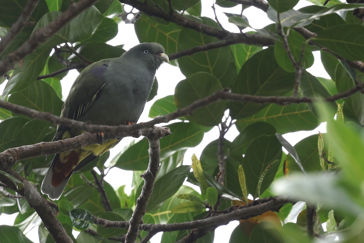 Sao-Tomé-Grüntaube - ML599482201