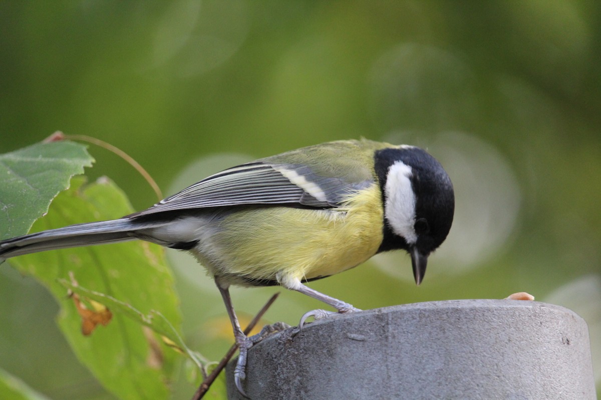 Great Tit - ML599482641