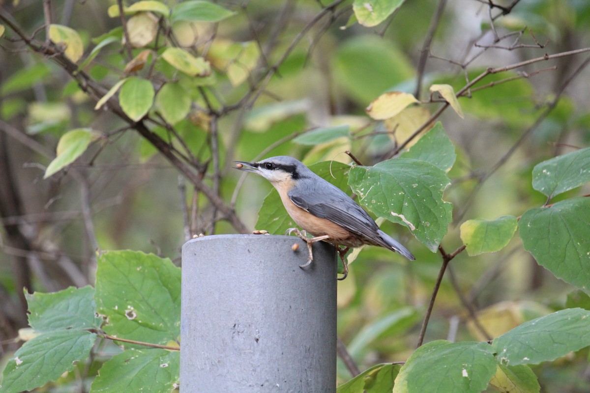 Eurasian Nuthatch - ML599482661