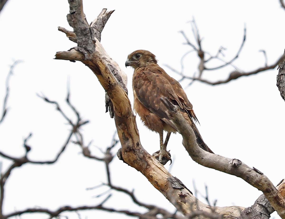 Brown Falcon - ML599482841