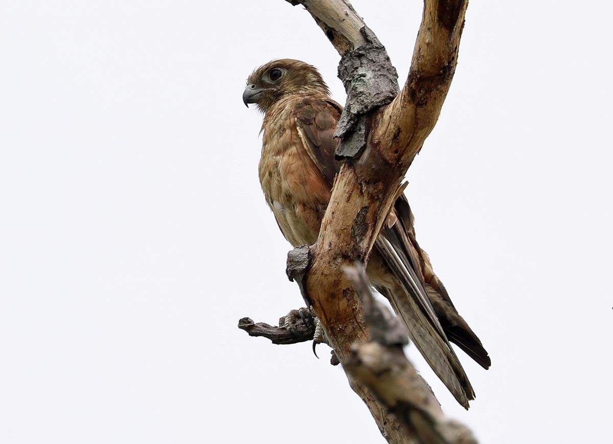 Brown Falcon - ML599482851