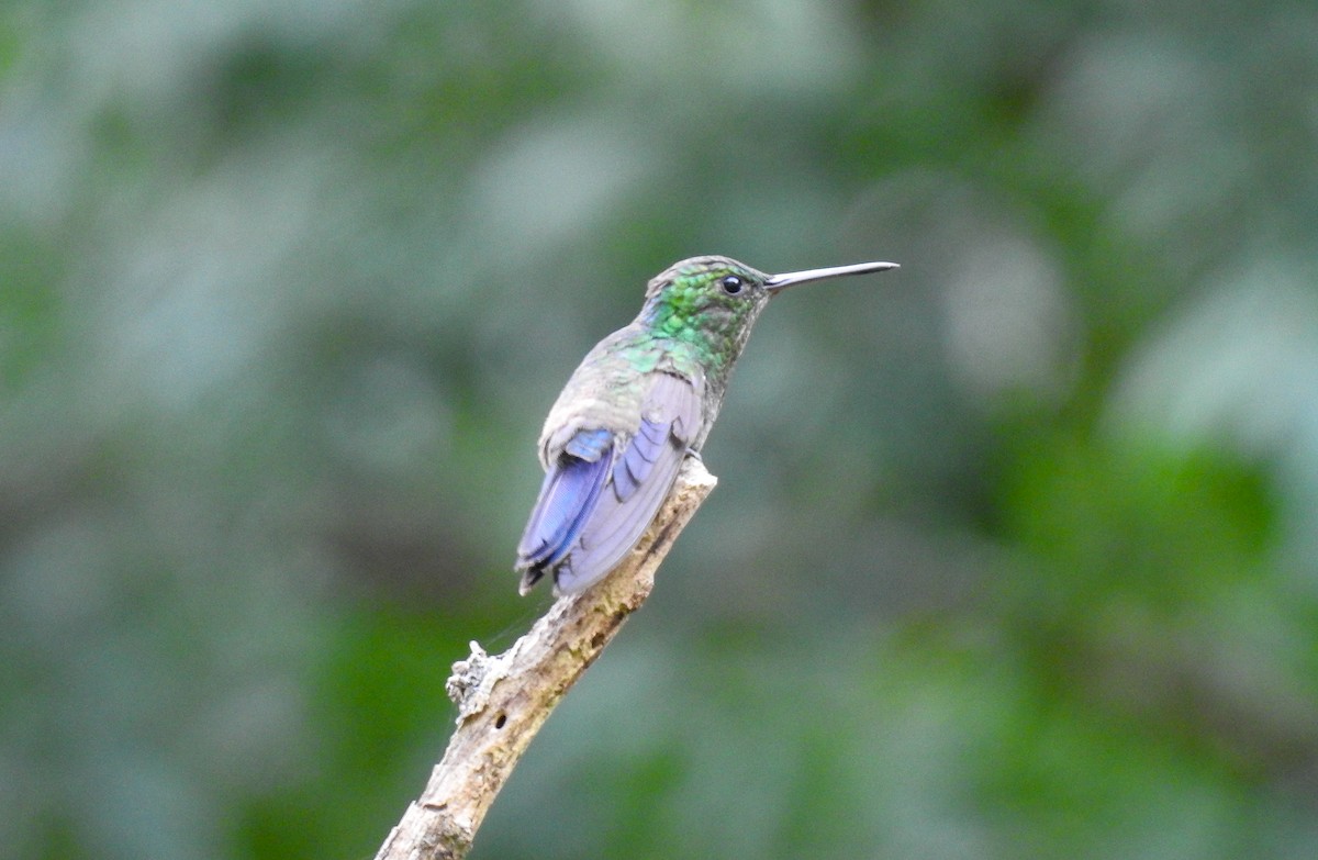 Blue-vented Hummingbird - ML599483211