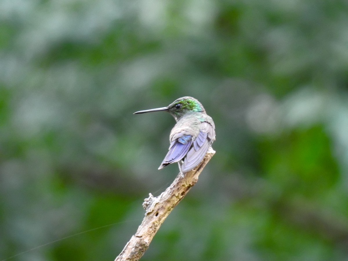 Blue-vented Hummingbird - ML599483271