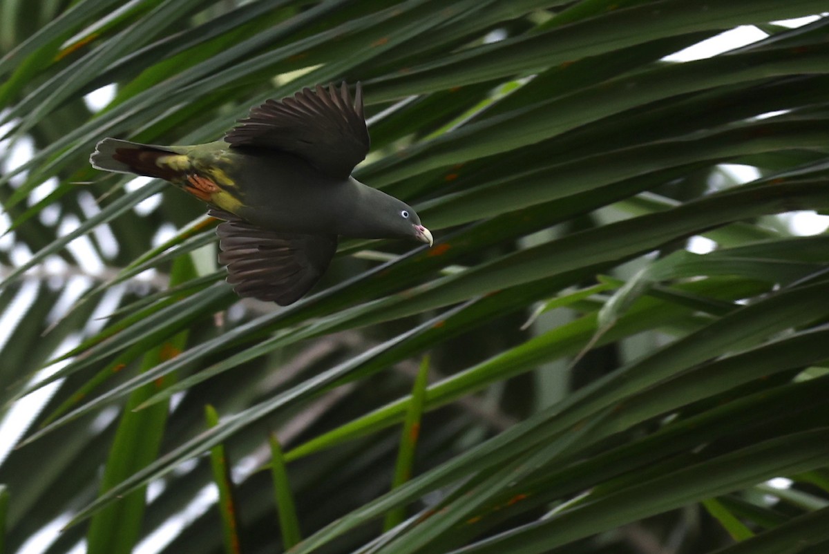Sao Tome Green-Pigeon - Kasper R. Berg