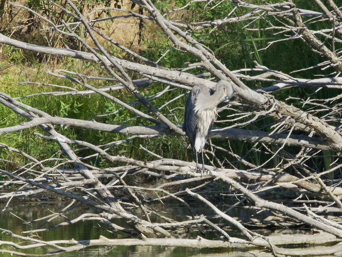 Great Blue Heron - ML599484531