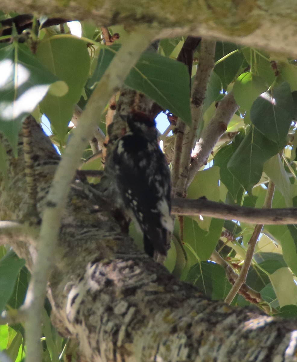 Red-naped Sapsucker - ML599484771