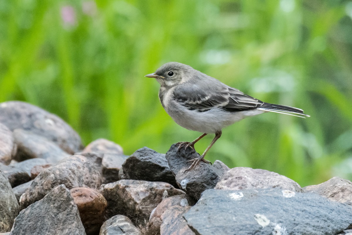 White Wagtail - ML599485211