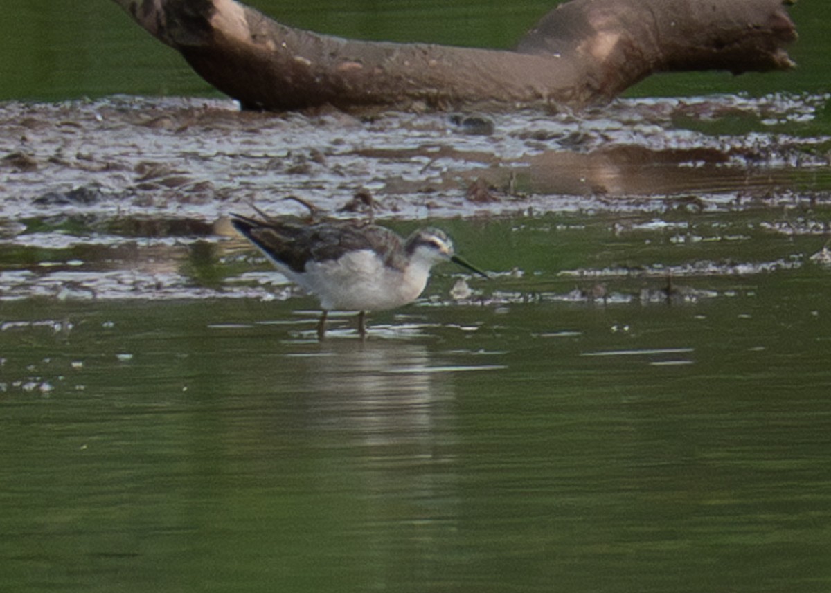 Wilson's Phalarope - ML599486011