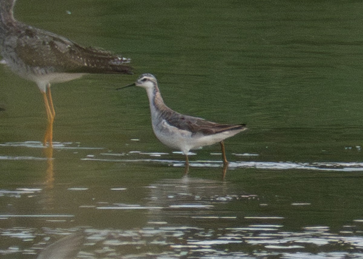 Falaropo Tricolor - ML599486021