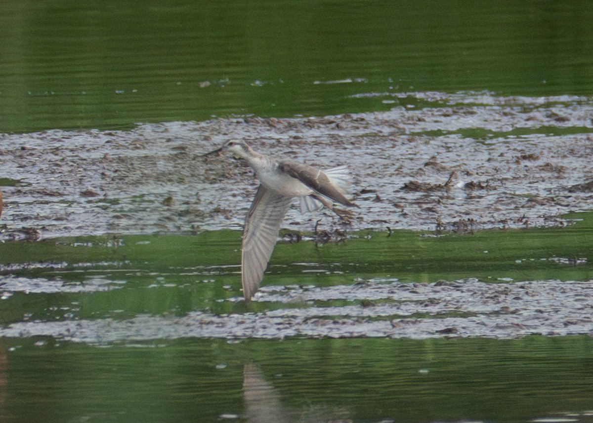 Wilson's Phalarope - ML599486031