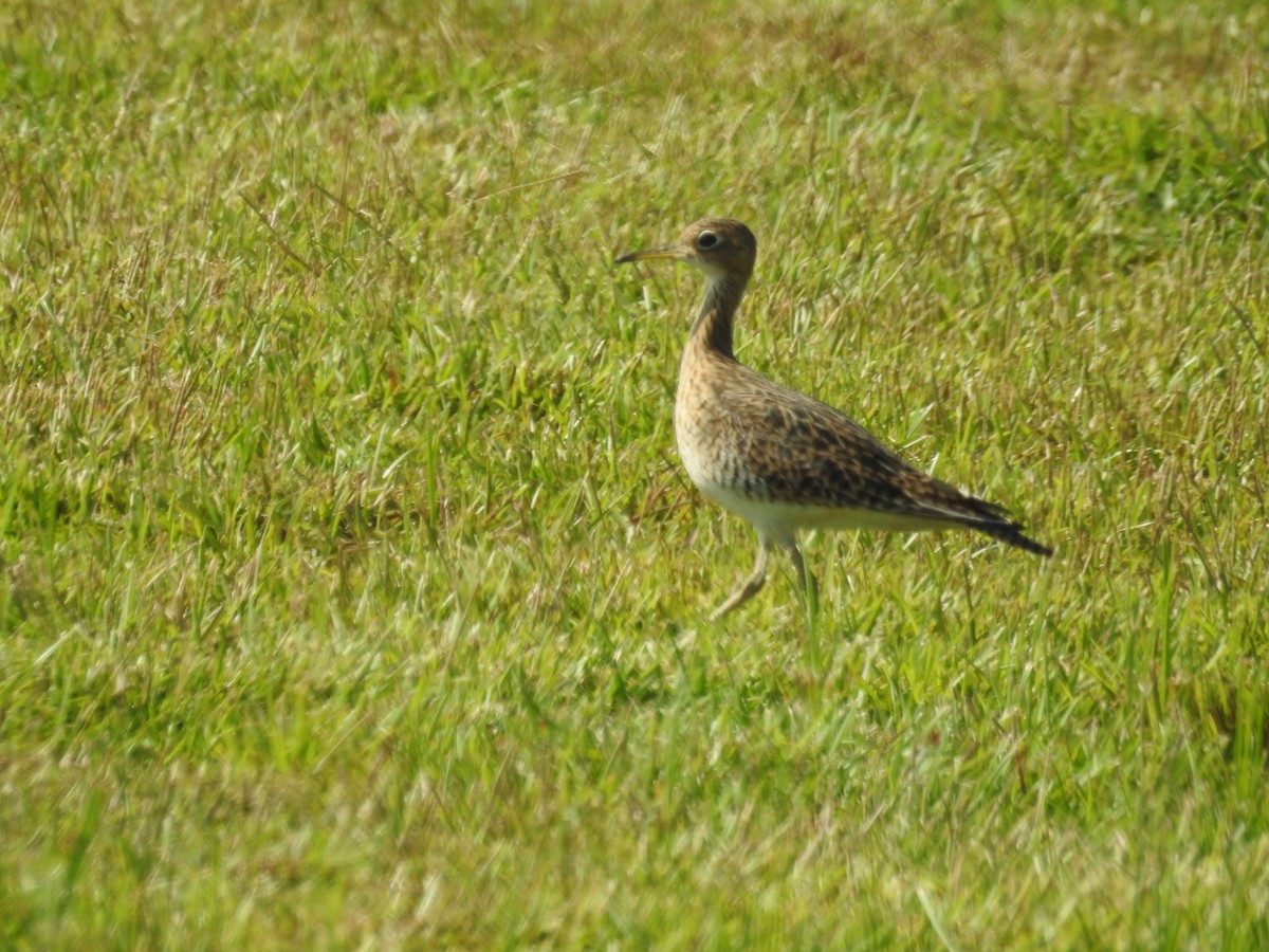 Upland Sandpiper - ML599486591
