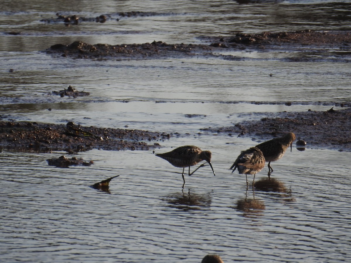 Stilt Sandpiper - ML599486991
