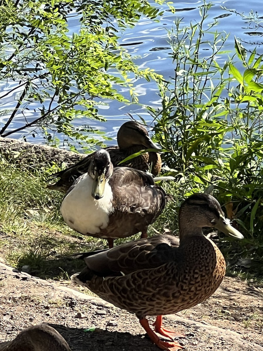 Mallard (Domestic type) - Andrea Vaquerano